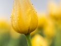 Lauren Heerschap - Yellow Tulip