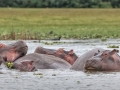 Henry Heerschap - Hippos