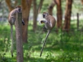 Henry Heerschap - Monkeys on a Wire