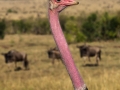 Henry Heerschap - Ostrich